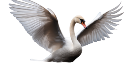 A majestic white swan gracefully extends its wings, creating a mesmerizing display of elegance and beauty