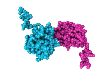 Structure of human sonic hedgehog N-terminal domain. Space-filling molecular model with differently colored protein chains based on protein data bank entry 3m1n. 3d illustration