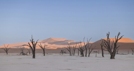 Panoramic picture of the Deadvlei salt pan in the Namib Desert with dead trees in front of red sand dunes in the morning light