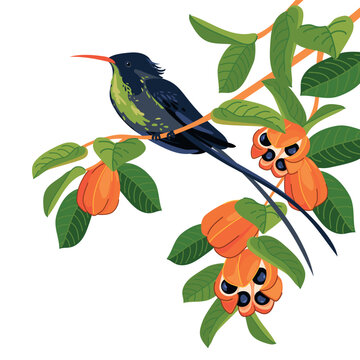 Rufous-billed Streamer-tailed Hummingbird (Trochilus polytmus) in front of a white background. National bird of Jamaica in flat style. A small bird sits on a branch. Vector illustration. Cartoon