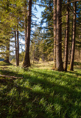 Mima Mounds Natural Area Preserve, Nature preserve in Washington State