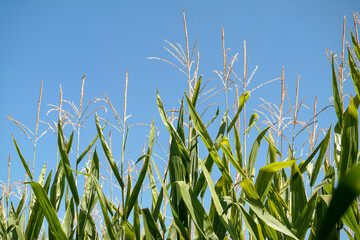 Corn field in hot summer at noon against the blue sky.