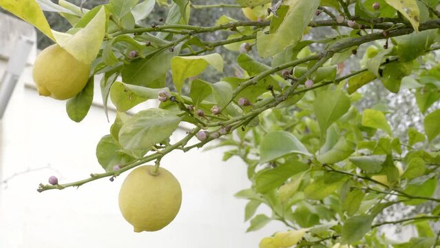 Limoni