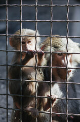 Monkeys behind bars in the zoo.