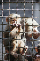 Monkeys behind bars in the zoo.