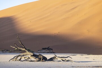 Picture of a dead tree in the Deadvlei salt pan in the Namib Desert in front of red sand dunes in...