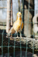 A yellow bird behind bars in the zoo.