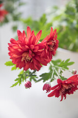 Red chrysanthemum in a pot on the window