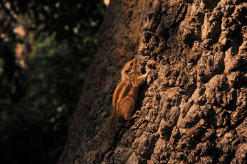 A beautiful squirrel frolicking on a tree
