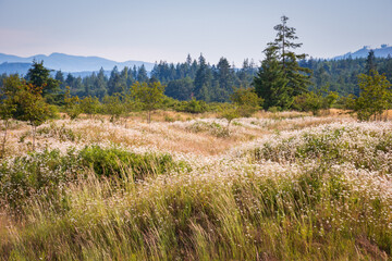 The Grassy Mounds at Mima Mounds Natural Area Preserve, Nature preserve in Washington State