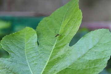 Obraz premium Mosquitoes on fig leaves