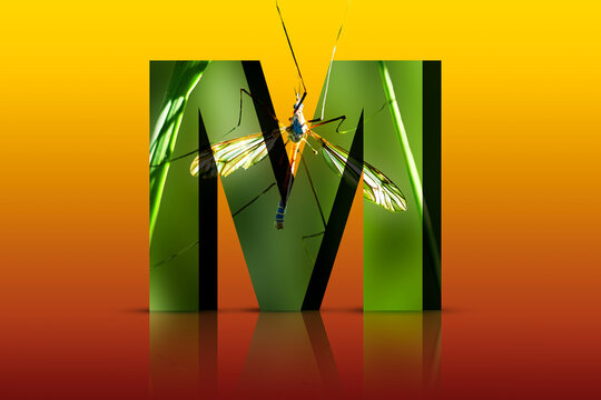 3d text embedded animal mosquito m letter colorful background alphabet reaching out daddy long legs. Typography effect photo manipulation out of the box creative design bug education