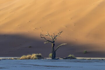 Picture of a dead tree in the Deadvlei salt pan in the Namib Desert in front of red sand dunes in...