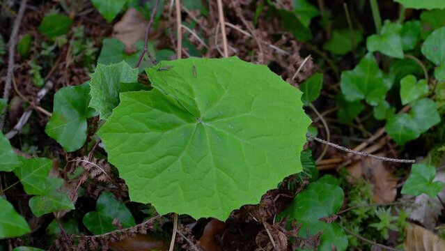 Common Butterbur in natural ambient, growth, young (Petasites hybridus)