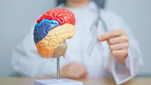 doctor with grey ribbon and human Brain anatomy model. Brain Cancer Awareness May month, World Brain Tumor day, Brain Stroke, Dementia, alzheimer, parkinson and world mental health concept