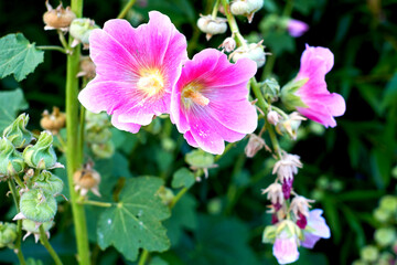 Two beautiful purple flowers on greenery background