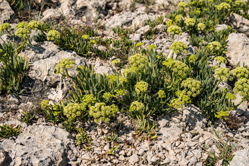 Small plants growing on limestone rocks during summer season in Croatia