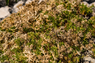 Small plants growing on limestone rocks during summer season in Croatia