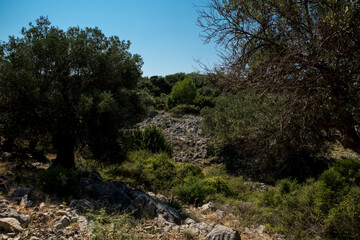 Fototapeta na wymiar Natural landscape with old olive trees