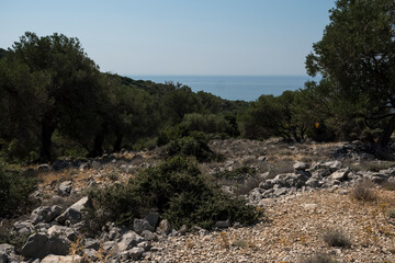 Natural landscape with old olive trees