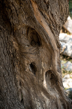 close-up of bark of an old olive tree