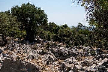 Natural landscape with old olive trees