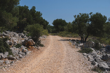 Ground road through an old olive groove