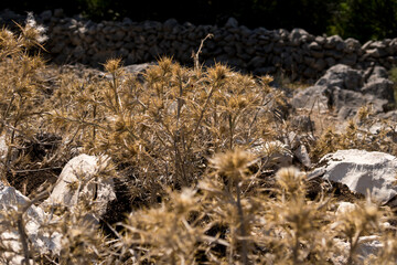 old plants withered due to drought in mediterranean region