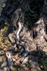 close-up of bark of an old olive tree