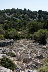 Fototapeta na wymiar Natural landscape with old olive trees