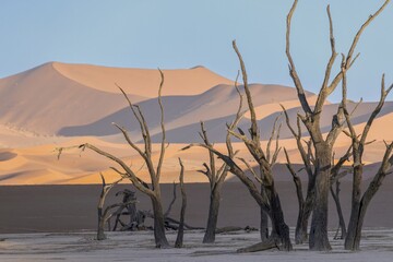 Picture of a dead tree in the Deadvlei salt pan in the Namib Desert in front of red sand dunes in the morning light