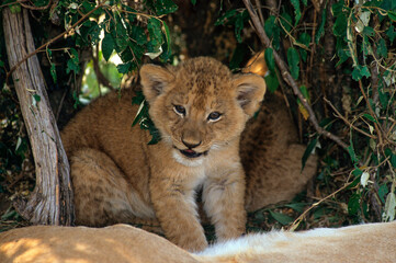 Lion, Lionceau, Panthera leo, Parc national de Masai Mara, Kenya