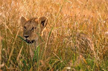 Lion, Lionceau, Panthera leo, Parc national de Masai Mara, Kenya