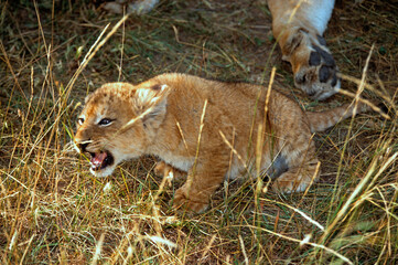 Lion, Lionceau, Panthera leo, Parc national de Masai Mara, Kenya