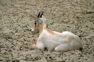 Addax, jeune, Addax nasomaculatus