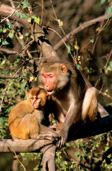 Singe, macaque rhesus, femelle et jeune, Macaca mulatta, Inde