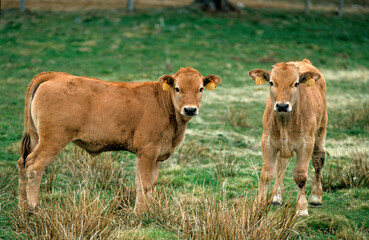 Vache, race Aubrac, Aubrac, Lozère, France