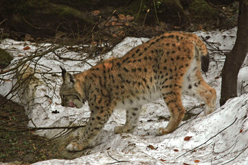 Lynx boréal, Lynx lynx