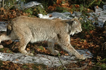Wandaufkleber Lynx boréal, Lynx lynx © JAG IMAGES