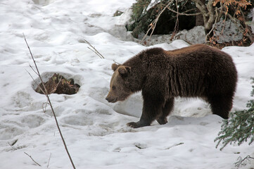 ours brun, ursus arctos
