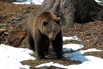 Fototapeta premium ours brun, ursus arctos