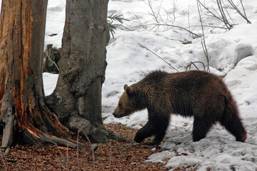 ours brun, ursus arctos