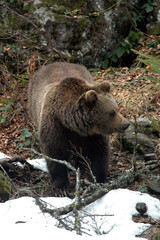 ours brun, ursus arctos