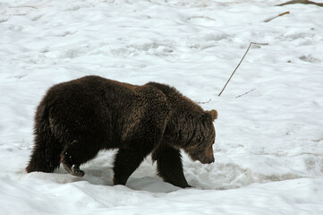 ours brun, ursus arctos - obrazy, fototapety, plakaty