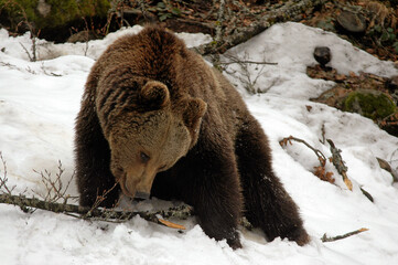 ours brun, ursus arctos