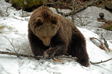 ours brun, ursus arctos