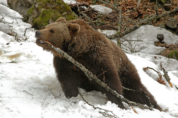 ours brun, ursus arctos