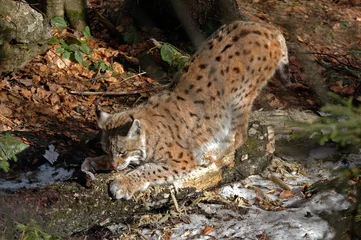 Gordijnen Lynx boréal, Lynx lynx © JAG IMAGES