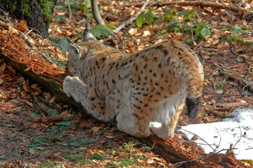 Lynx boréal, Lynx lynx