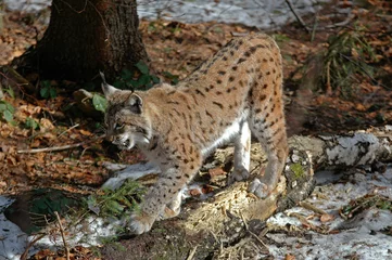 Deurstickers Lynx boréal, Lynx lynx © JAG IMAGES